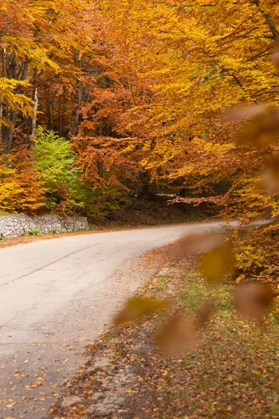 Paysage Forestier Automne Route Rurale Jour Automne — Photo