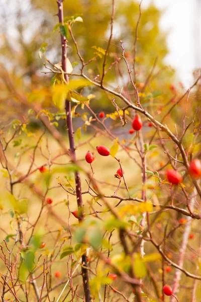 10月份秋季浆果的特写 — 图库照片
