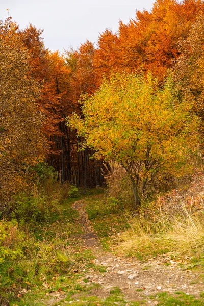 Belle Vue Sur Forêt Automne Novembre Sentier Forestier — Photo