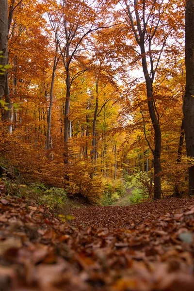 Automne Dans Les Bois Octobre Route Forestière Couverte Feuilles Tombées — Photo