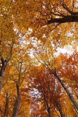 Ağaçların dalları arasında sonbahar ormanlarında ışık.