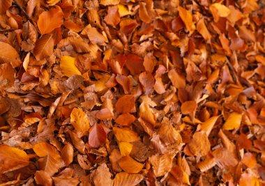 Dağlardaki kuru sarı yapraklar. sonbahar arkaplanı