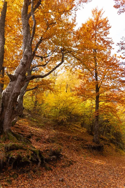 Arbres Dans Les Bois Automne Feuilles Tombées Octobre — Photo