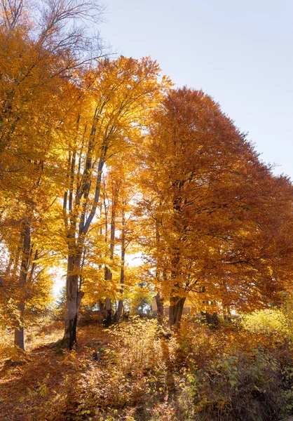 Jesień Październiku Drzewa Żółte Oświetlone Słońcem — Zdjęcie stockowe