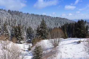 Kış manzarası. Çam ağaçlı karlı tepe