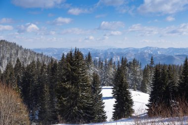 Kış manzarası. Çam ağaçlı karlı tepe