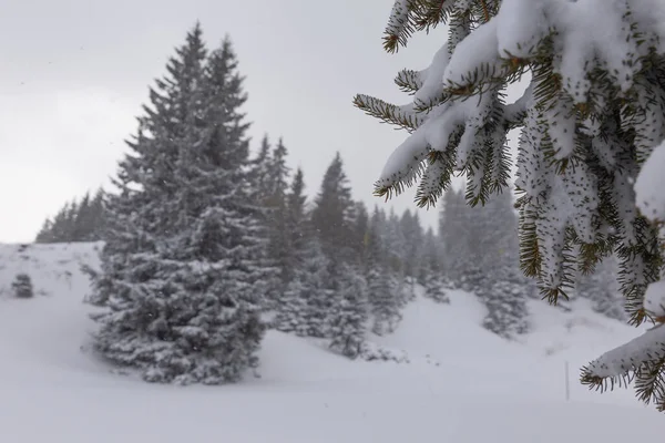 Snow Fir Mountains Gloomy Winter Weather — Stock Photo, Image