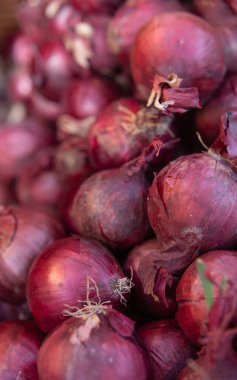 Yakın plan kırmızı soğan. Bahçeden organik sebzeler.