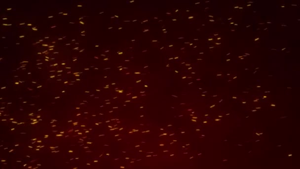 Glühende Flugkörper Brennende Aschepartikel Heißes Feuer Funkt Mit Transparentem Alphakanal — Stockvideo