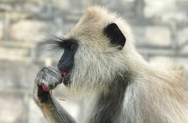 Šedá "hanuman opice (semnopithecus) jíst růžové květy. hlava a ramena. Srí lanka. — Stock fotografie