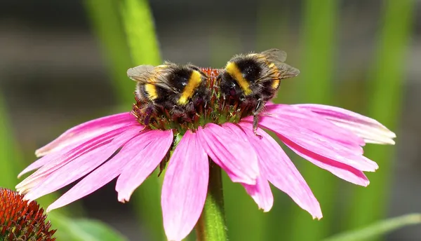 La abeja sobre la equinácea (el cono) la flor . —  Fotos de Stock