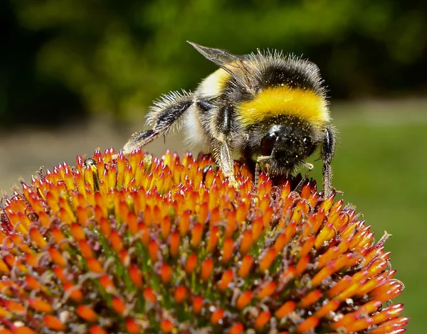 Pszczoła na kwiat echinacea (stożek). — Zdjęcie stockowe