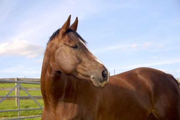 Häst i fältet med öronen framåt huvud och del av kroppen. Royaltyfria Stockbilder