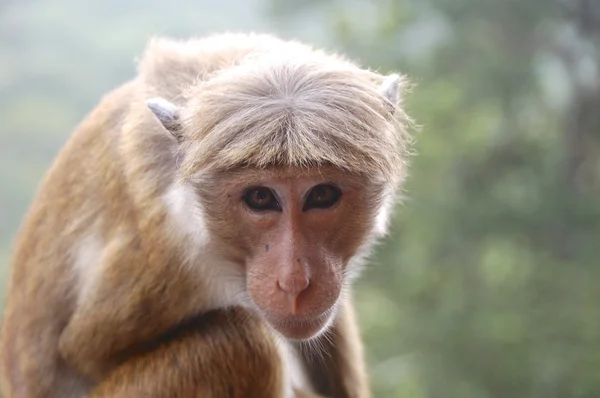 Apa i sri lanka, toque makak. en apa tittar direkt på kamera med ett bra uttryck. Royaltyfria Stockfoton