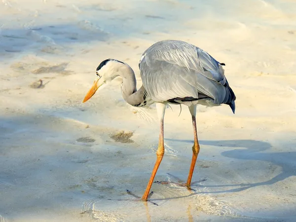 Grey Heron in the Maldives. A single bird standing on the beach. Royalty Free Stock Images