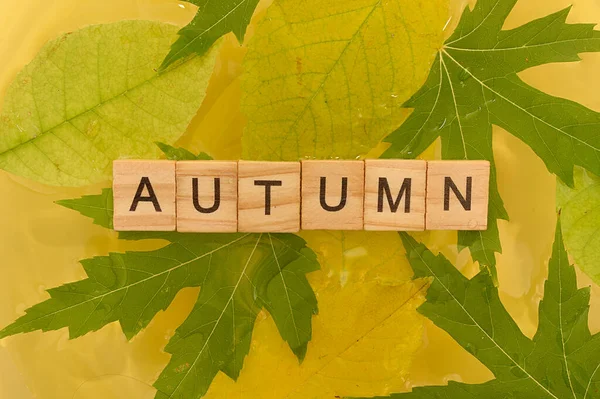 Wooden letters lie on yellow leaves in water. The word autumn is written on the letters. Close-up.