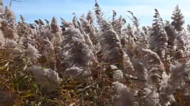Reed sonbaharda gündüzleri sokakta. Mavi gökyüzünde.