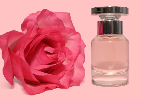 Rosa rosa y frasco de perfume sobre fondo rosa. Cosméticos para mujeres. — Foto de Stock