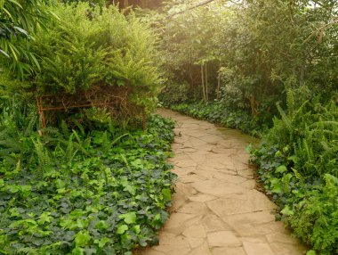 Yeşil ormanda beton yol. Güneş ışığı. Seradaki palmiye ağaçları. Yürü.