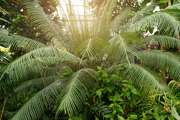 Green Tropical Palm Tree Blue Sky Summer Greenhouse — Stock Photo, Image