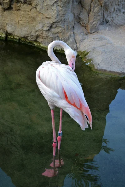 Одиночный фламинго — стоковое фото