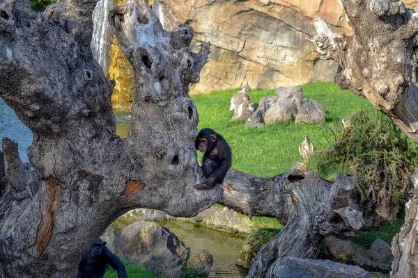 Macaco. — Fotografia de Stock