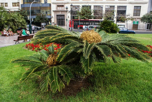 Palmeras — Foto de Stock