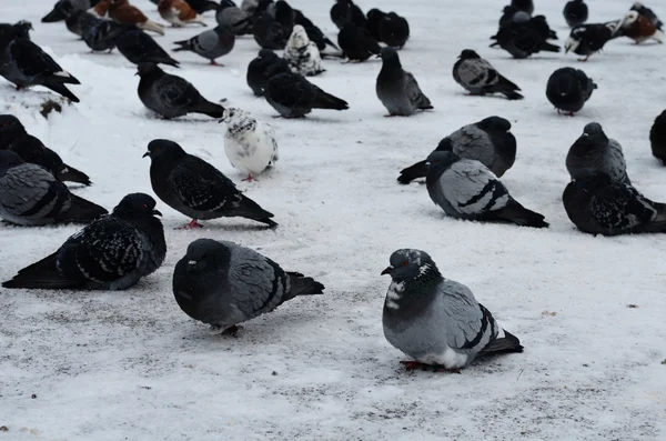 Pigeons in the town — Stock Photo, Image