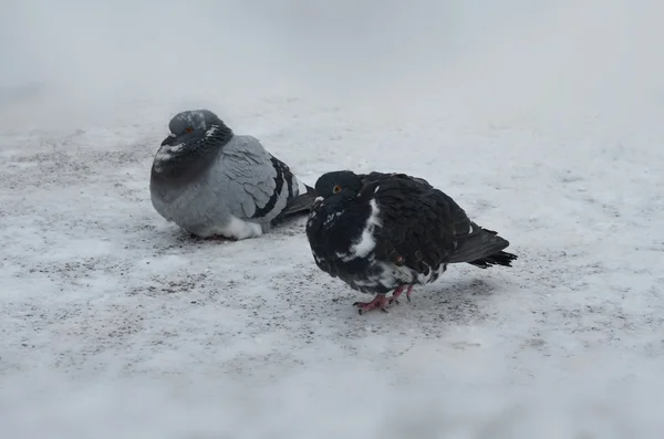 Два голубя на снегу — стоковое фото