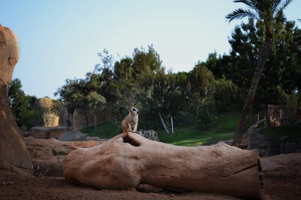 Meerkat. — Fotografia de Stock