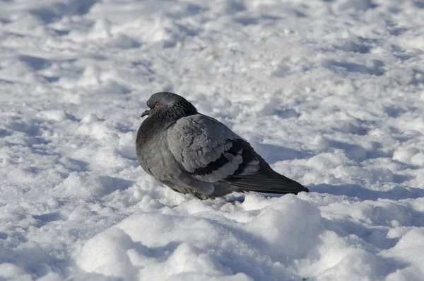 Graue Taube im Schnee — Stockfoto