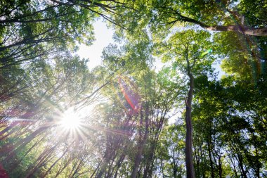 Ormanın içinde ışık ışınları güneş parlıyor
