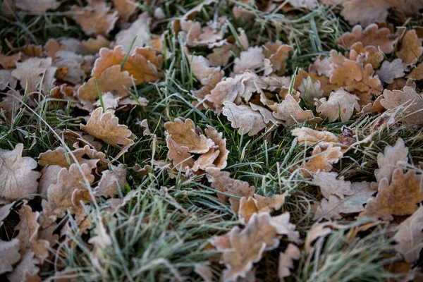 Herbstblätter Nahaufnahme Natürlicher Hintergrund — Stockfoto