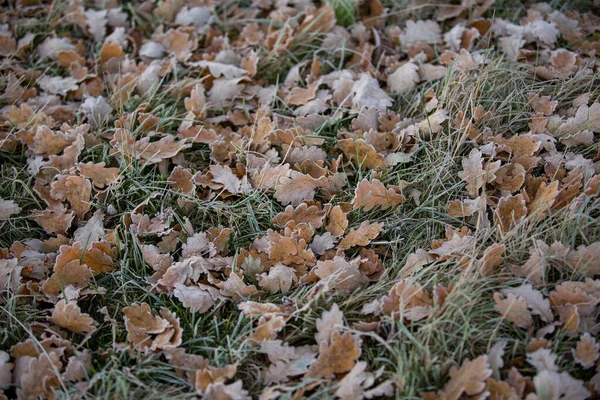 Jesienne Liście Zbliżenie Naturalne Tło — Zdjęcie stockowe