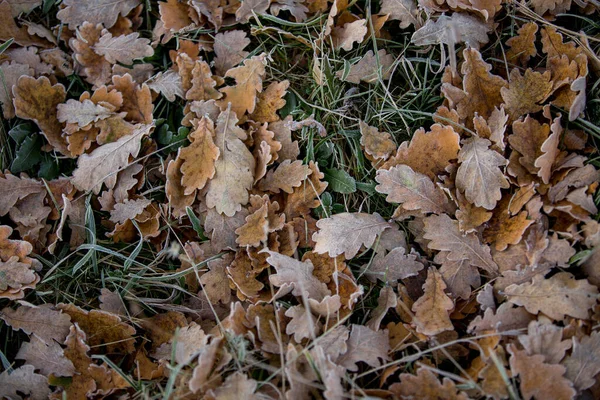 Őszi Levelek Közelkép Természetes Háttér — Stock Fotó