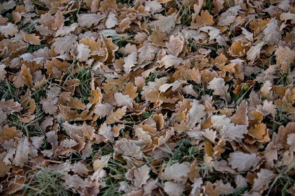Herbstblätter Nahaufnahme Natürlicher Hintergrund — Stockfoto