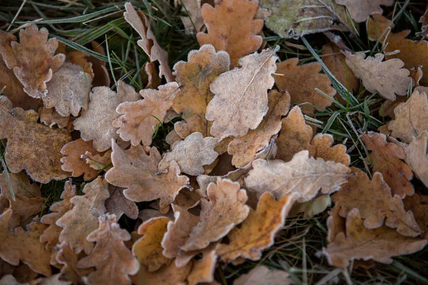 Herbstblätter Nahaufnahme Natürlicher Hintergrund — Stockfoto