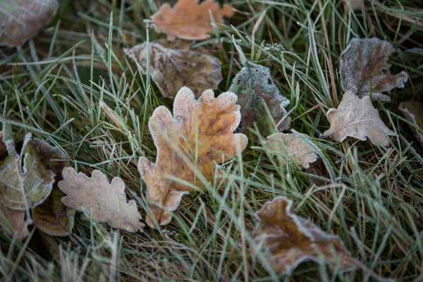 Folhas Outono Close Fundo Natural — Fotografia de Stock