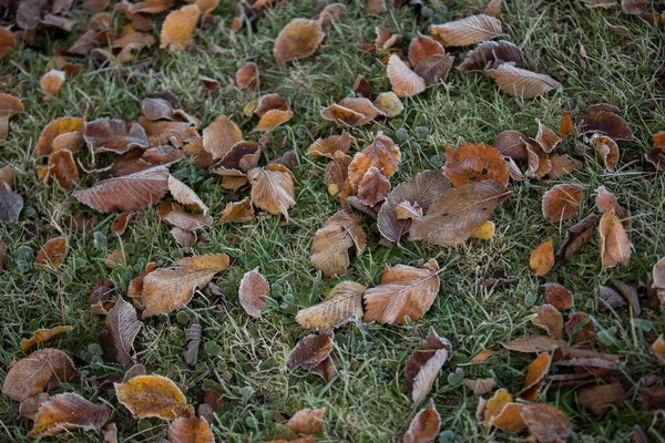 Herbstblätter Nahaufnahme Natürlicher Hintergrund — Stockfoto