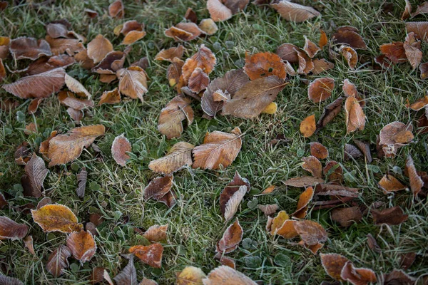 Automne Feuilles Gros Plan Fond Naturel — Photo