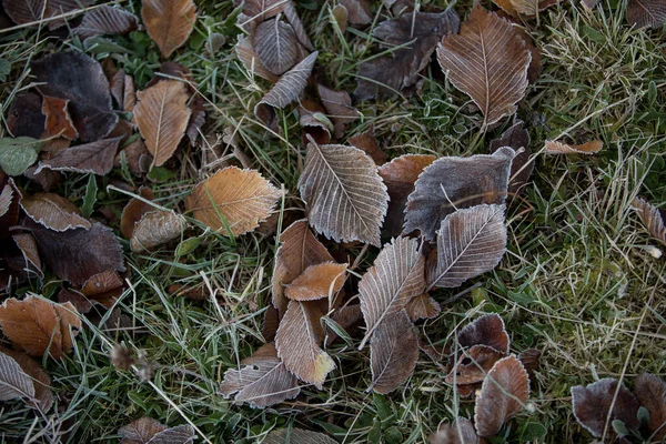 Höst Löv Närbild Naturlig Bakgrund — Stockfoto