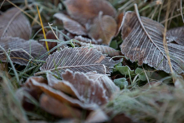 Herbstblätter Nahaufnahme Natürlicher Hintergrund — Stockfoto