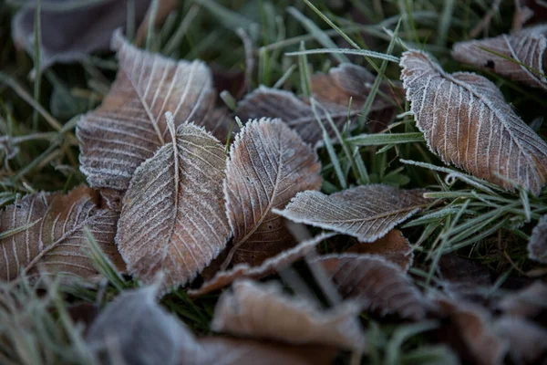 Herbstblätter Nahaufnahme Natürlicher Hintergrund — Stockfoto