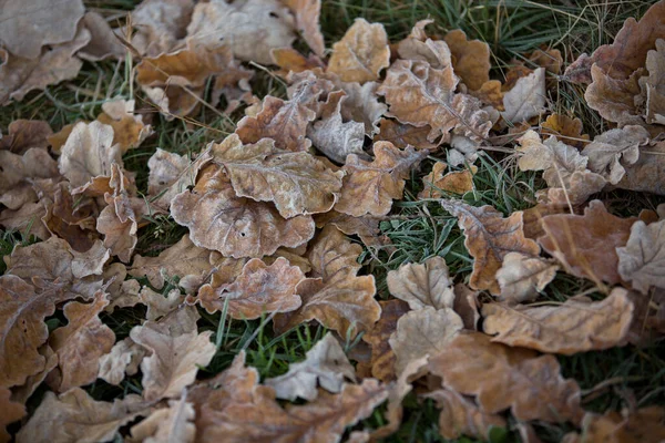 Automne Feuilles Gros Plan Fond Naturel — Photo