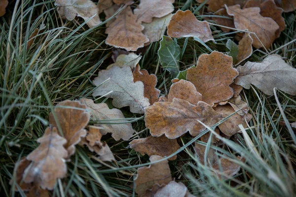 Autunno Foglie Primo Piano Sfondo Naturale — Foto Stock