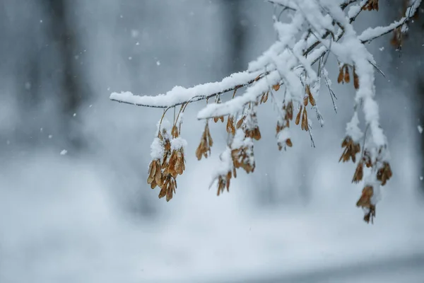 メープル ツリー メープルキー 冬のクローズアップビュー — ストック写真