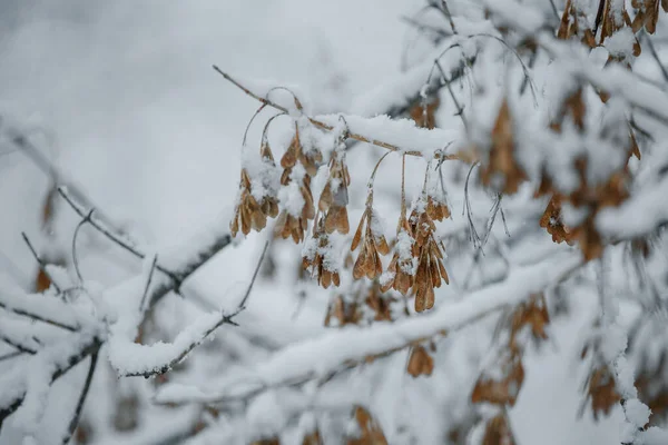 Ahorn Baum Ahornschlüssel Winter Nahaufnahme — Stockfoto