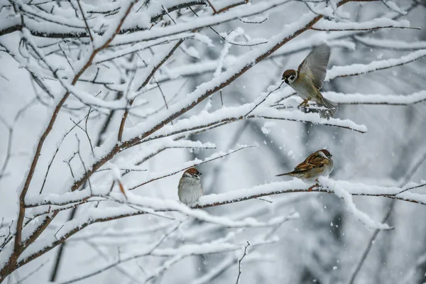 Karlı Bir Daldaki Kuş Serçe Yakın Plan Vahşi Hayvan — Stok fotoğraf