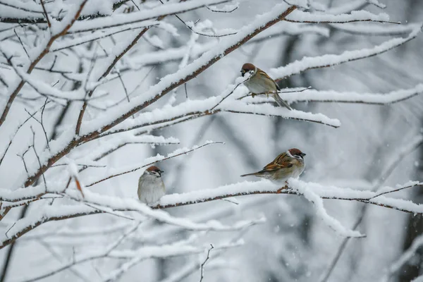 雪に覆われた枝の上の鳥スズメ野生動物の接近 — ストック写真