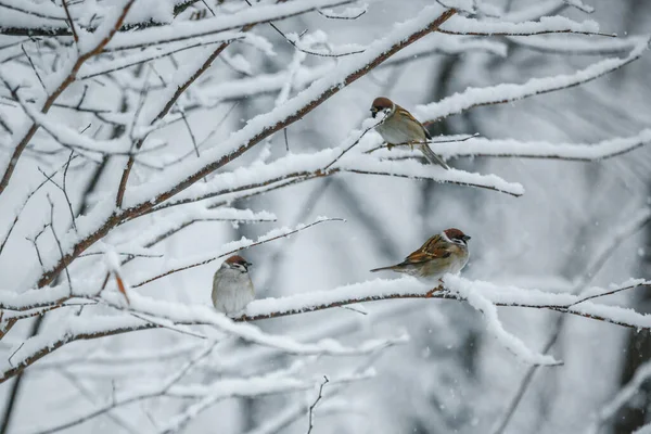 Oiseau Sur Une Branche Enneigée Moineau Animal Sauvage Gros Plan — Photo